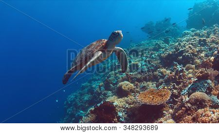 Green Sea Turtle Swims On A Colorful Coral Reef.