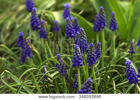 Muscari Armeniacum, Blue Grape Hyacinths Is A Perennial Bulbous Plant. Floral Pattern, Beautiful Spr