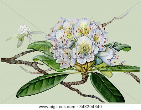 Watercolor Botanical Illustration Of A White Rhododendron Inflorescence On A Pale Green Background W