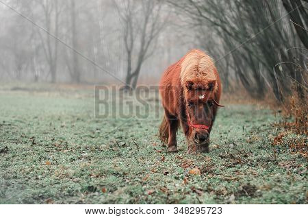 Brown Horse Is Eating Green Grass, Fog On Background