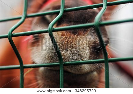 Close-up Brown Nose Of The Horse And Green Grid