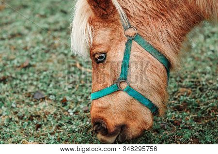 Close-up Brown Horse Is Eating Fresh Grass