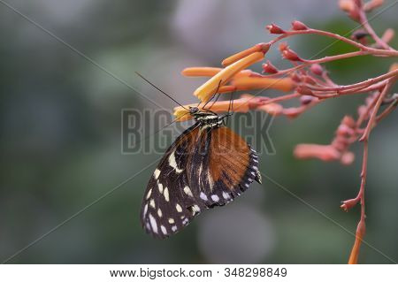 Beautiful Tiger Longwing (heliconius Hecale) On A Beautiful Orange Flower In The Amazon Rainforest I
