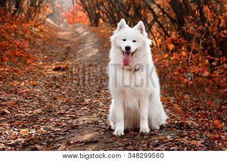 Samoyed Dog Sitting In Autumn Forest Near Red Leaves . Canine Background. Walk Dog Concept.