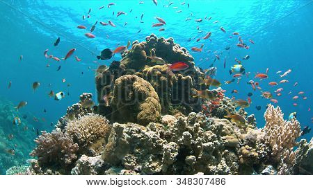 Colorful Coral Reef With Anthias And Damselfishes.
