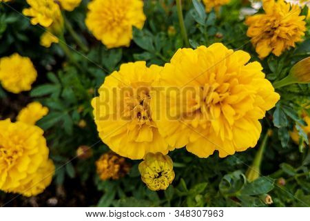 Marigold Yellow Of The Family Asteraceae, Or Compositae Family.