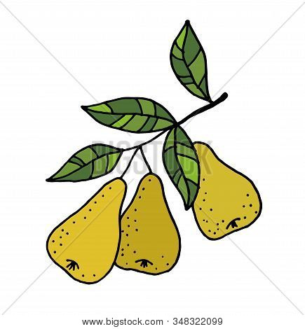 Pears On A Branch. Flat Drawing. Vector Illustration