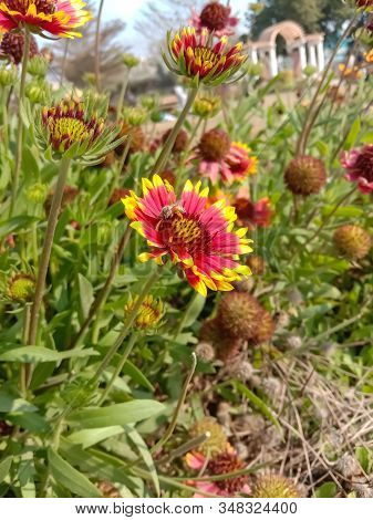 Close Up Shoot Of Indian Blanket Flower.with A Bee.