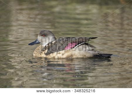 Patagonian Crested Duck - Lophonetta Specularioides Specularioides 
From Southern Chile, Southern Ar