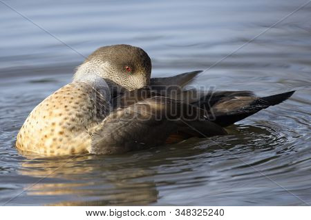 Patagonian Crested Duck - Lophonetta Specularioides Specularioides 
From Southern Chile, Southern Ar