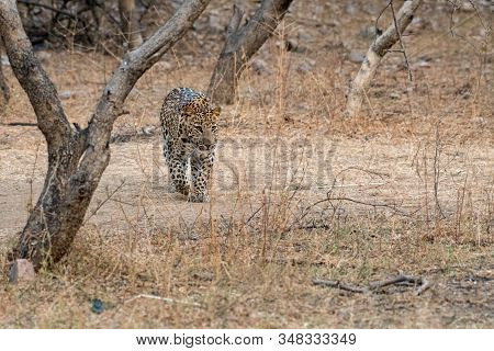 Indian Leopard Or Panther Or Panthera Pardus Fusca On An Evening Stroll Or Walking In Forest Of Jhal