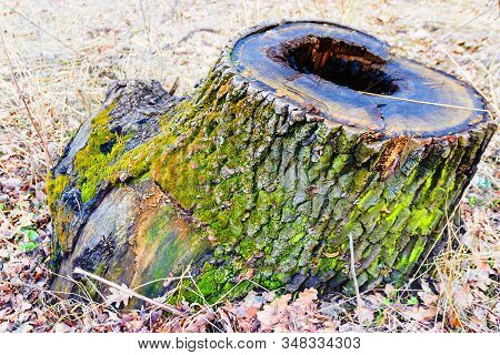 Old Stump On Whitch Green Moss Grows