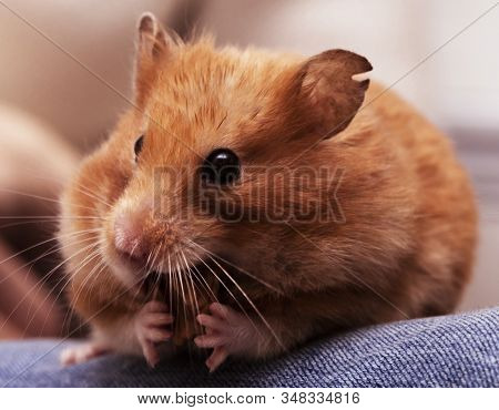 Syrian Hamster Sits On The Knees And Nibble Nuts. Close Up