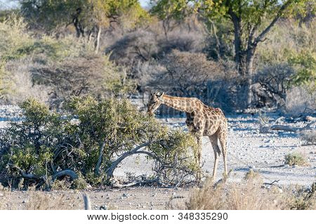 An Angolan Giraffe - Giraffa Giraffa Angolensis- Eating From Trees In Etosha National Park, Namibia.