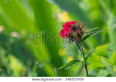 Single Red Phlox Flower Hidding In High Grass