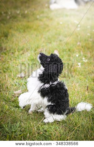 Poodle Puppy Want Food. Black And White Puppy Looks Like Sheep. He Look So Ambitious. He Will Get It