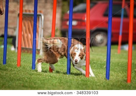 Redmerle Border Collie Is Running On Czech Agility Competition Slalom. Prague Agility Competition In