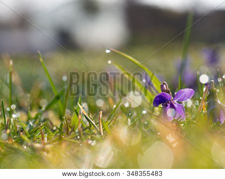 Viola Flower Blooming In Early Morning In Grass