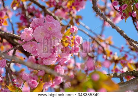 Pink Cherry Blossom Close Up. Spring Has Sprung. Beautiful Nature Background