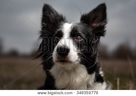 Close-up Of A Smart Look Brown Eye Of A Black And White Border Collie