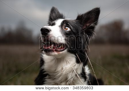 Close-up Of A Smart Look At The Sky Brown Eye Of A Black And White Border Collie