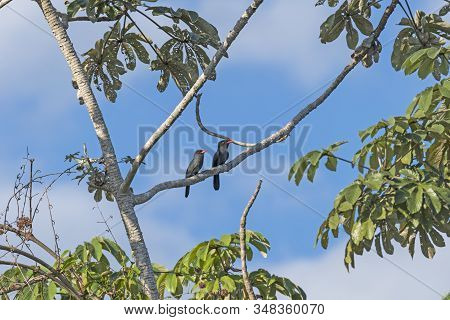 A Pair Of Black Fronted Nunbirds In A Tree In The Pantanal In Brazil