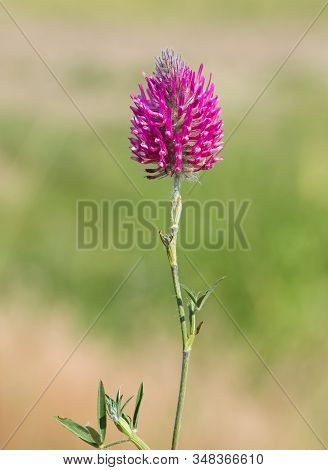 Photos Of Various Interesting Wildflowers That Are Self-grown