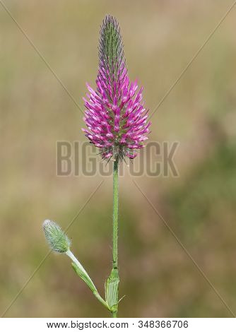 Photos Of Various Interesting Wildflowers That Are Self-grown