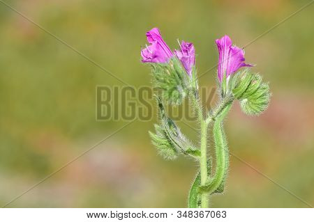 Photos Of Various Interesting Wildflowers That Are Self-grown