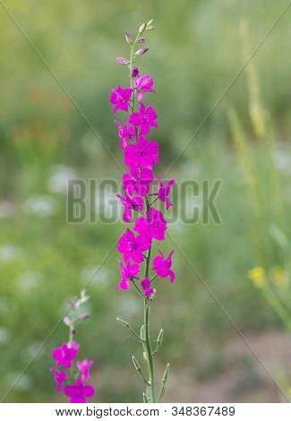 Photos Of Various Interesting Wildflowers That Are Self-grown