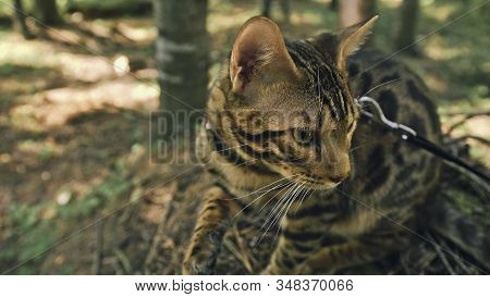 One Cat In A City Park. Bengal Wildcat Walk On The Forest In Collar. Asian Jungle Cat Or Swamp Or Re