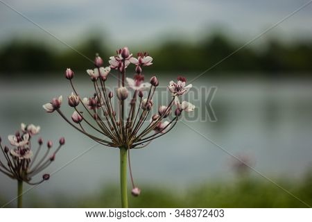 Flowering Rush Or Butomus Umbellatus Close Up Of Flower With Flower In Background