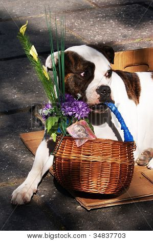 eine Blume-VerkÃ¤ufer-Hund