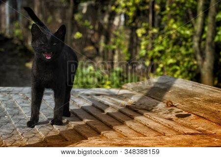 Black Hellish Kitten. Little Black Kitten. Just A Little Lonely Kitten