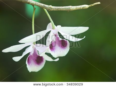 Vackra Wild Orchid i Thailand