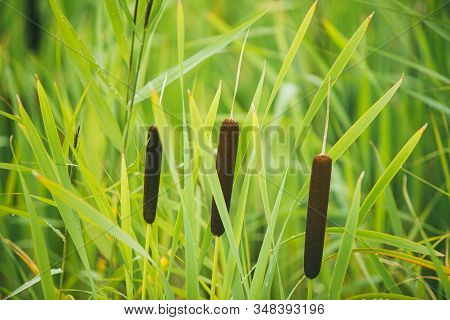Fluffy Bushes Of Cattail Or Reed Mace. Sometimes People Call It As Bulrushes. Selective Focus Macro 