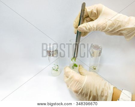 Graftage Of Micro Plants In Laboratory Of Biotechnology For In Vitro Cultivating In Test Tube