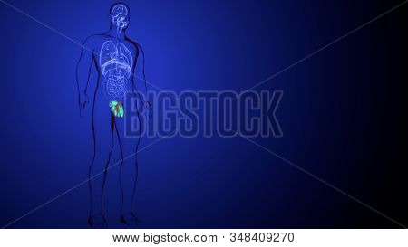 3d Illustration  Human Body Male Reproduction System Anatomy