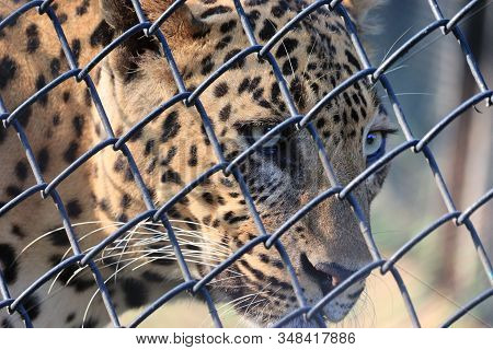 Close Up Leopard In Cage , Leopard Eyes ,male Leopard, Portrait Of Leopard, Snow Leopard