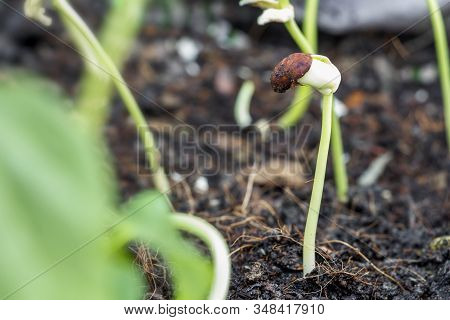 Planting Seedling Of Yard Long Beans Grow In Fertile Soil In The Vegetable Garden. Green Seedling Fr