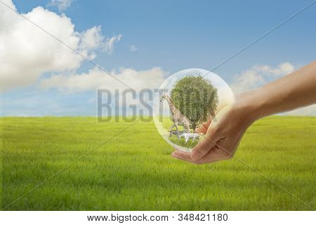 Concept Nature Reserve Conserve Wildlife Reserve , Ecology Human Hands Protecting The Wild And Wild 