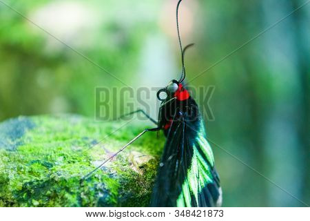 Rajah Brooke's Birdwing (trogonoptera Brookiana)  Birdwing Butterfly From The Rainforests Of The Tha
