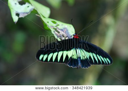 Rajah Brooke Black And Green Birdwing  Butterfly