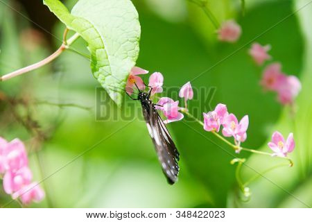 Blue And Black Tirumala Septentrionis, The Dark Blue Tiger Danaid Butterfly In Southeast Asia