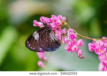 Blue And Black Tirumala Septentrionis, The Dark Blue Tiger Danaid Butterfly In Southeast Asia