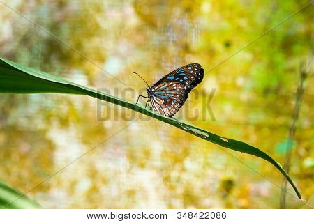 Blue And Black Tirumala Septentrionis, The Dark Blue Tiger Danaid Butterfly In Southeast Asia