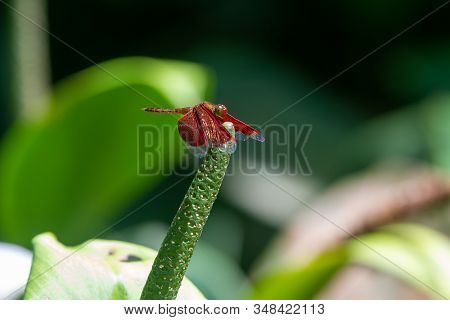Male Eastern Amberwing (perithemis Tenera) Dragonfly In The Family Libellulidae