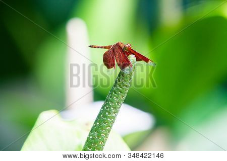 Male Eastern Amberwing (perithemis Tenera) Dragonfly In The Family Libellulidae