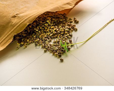 Seeds On The White Surface. Cannabis, Marijuana, Legal Light Drugs Prescribe, Alternative Remedy. He