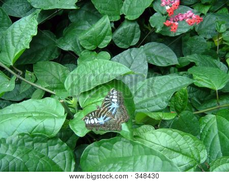 Motyl 1